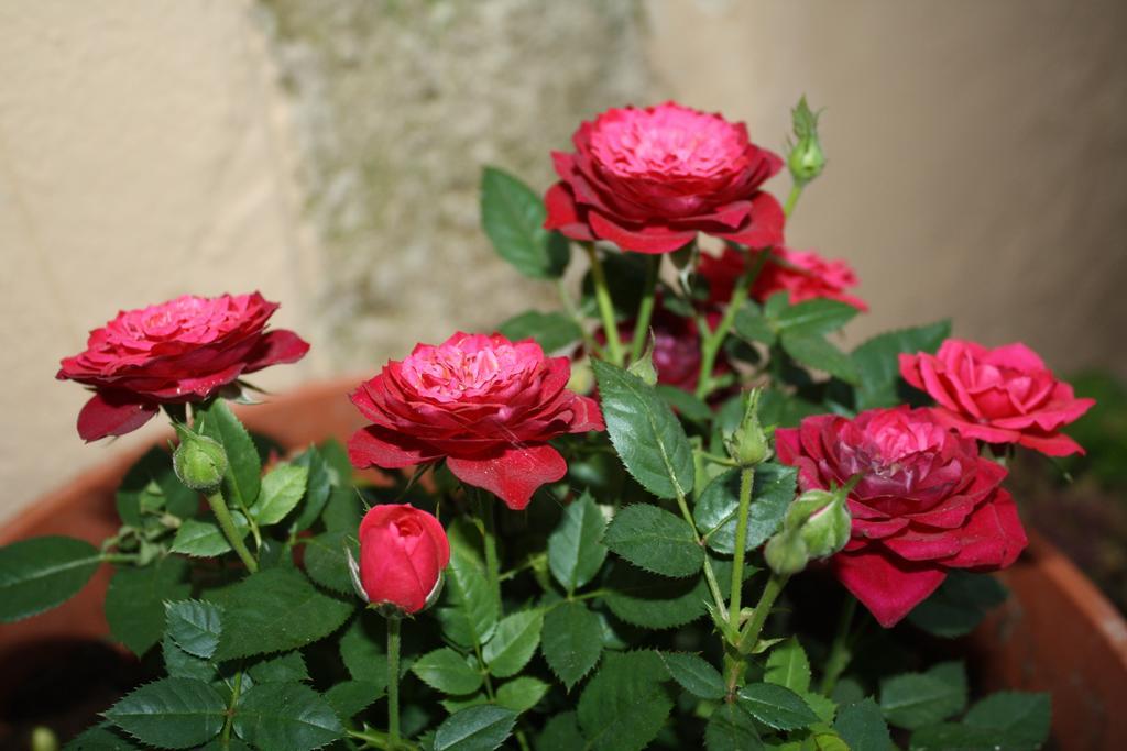 Anemones Rooms Hanya Dış mekan fotoğraf